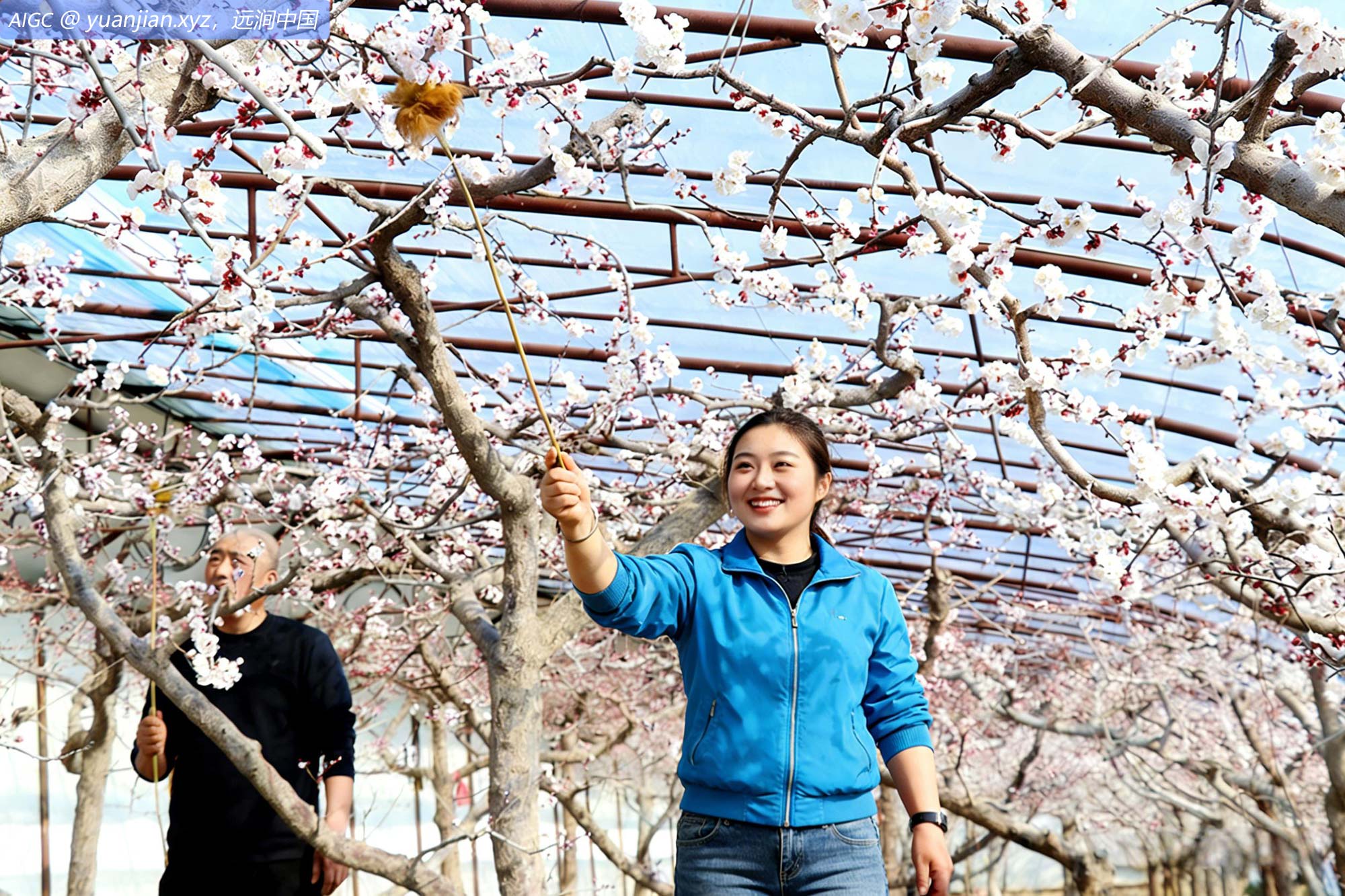 甘肃平凉靳寺村，果农正忙着为杏花进行人工授粉
