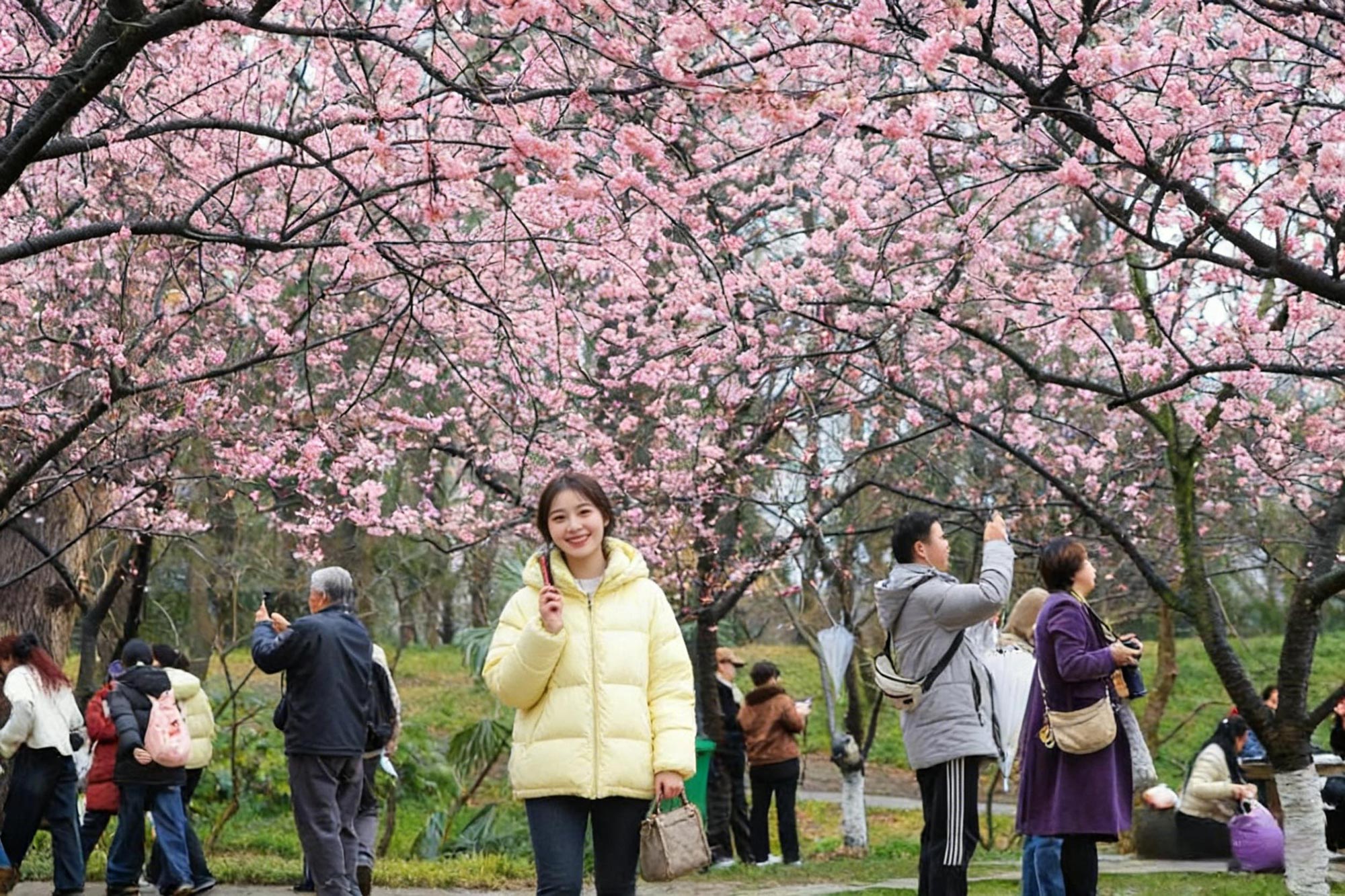 南京，游客在南京中山植物园赏樱拍照。