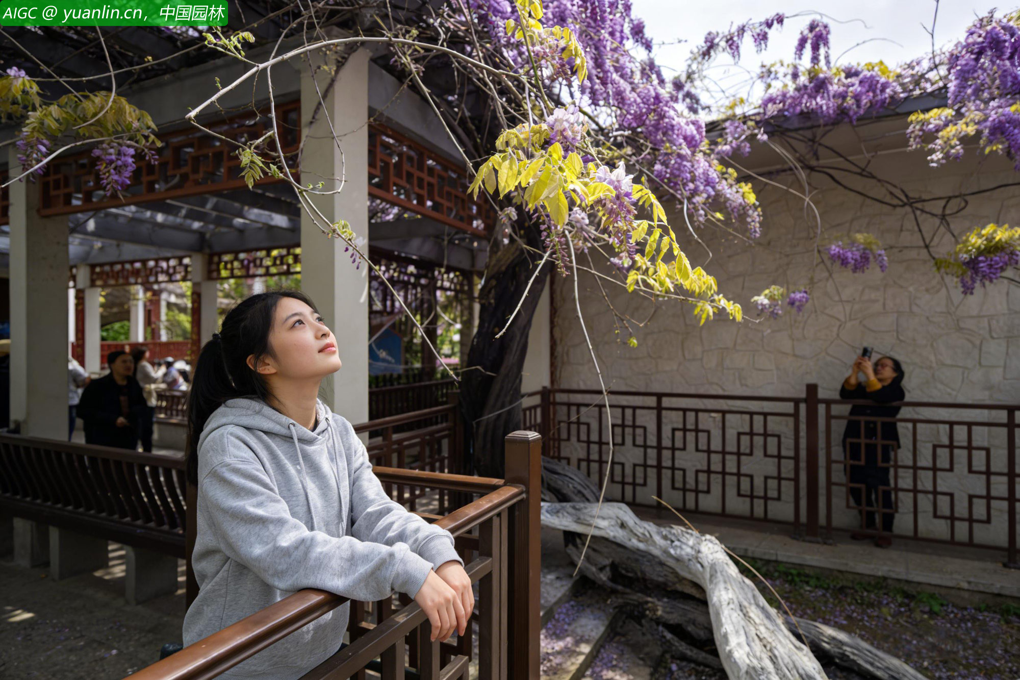 江苏南京郑和公园，600多年树龄的紫藤繁花垂帘如瀑