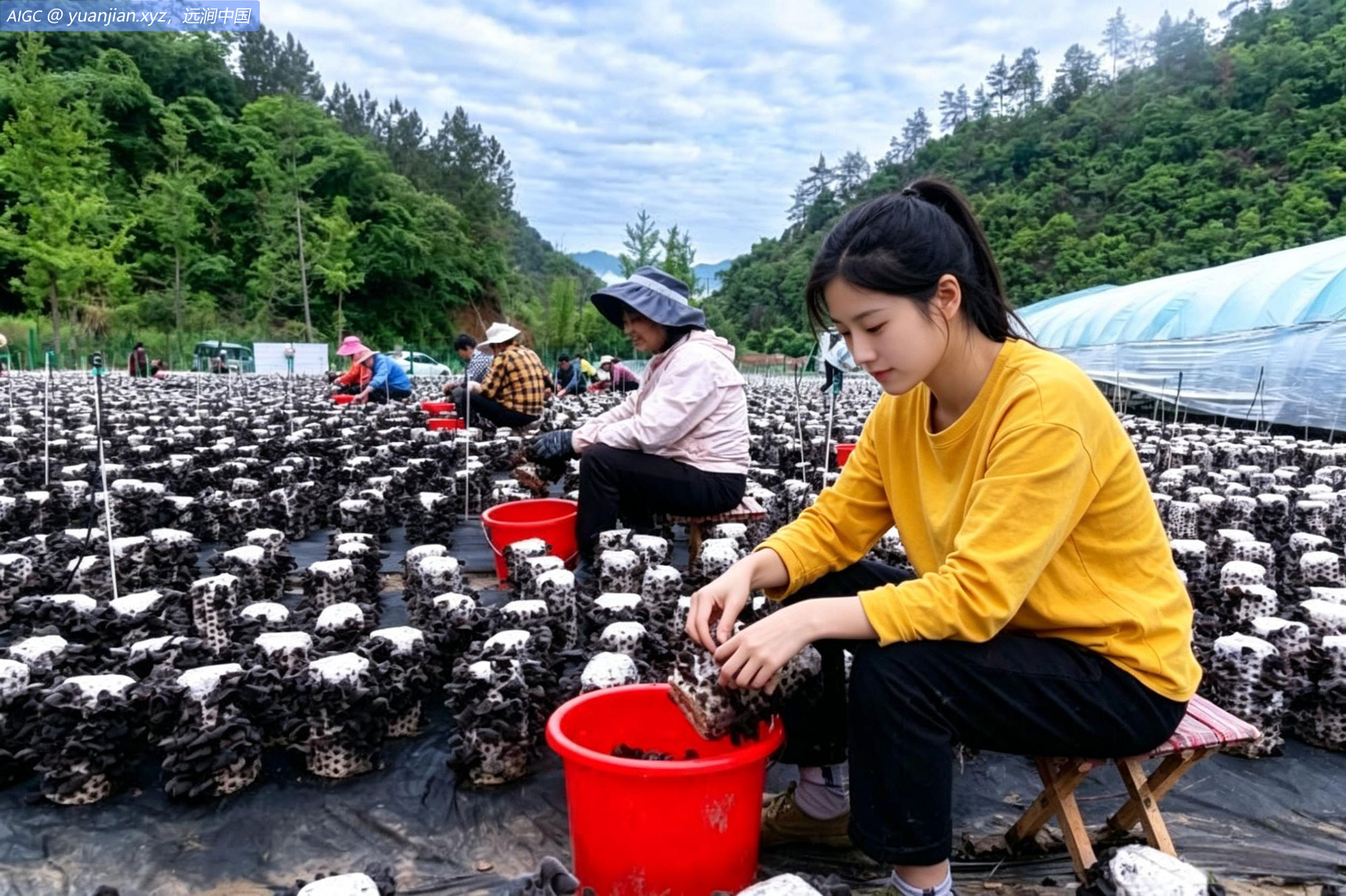 湖北省十堰市张湾区方滩乡，村民在采摘木耳